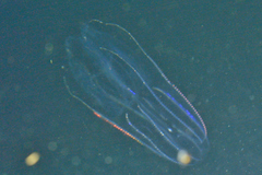 Bolinopsis microptera