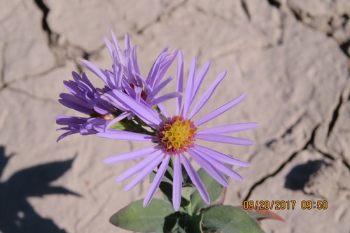 Symphyotrichum laeve