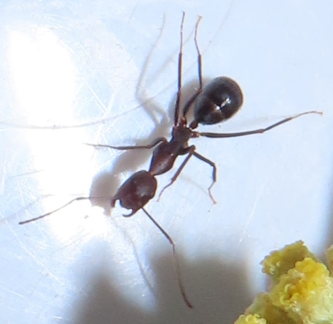 Camponotus brookei