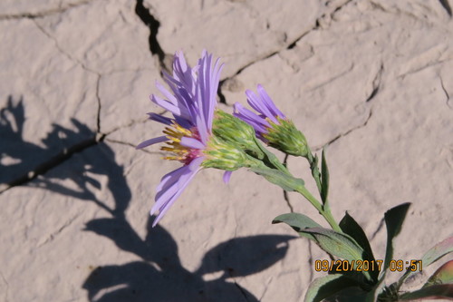 Symphyotrichum laeve