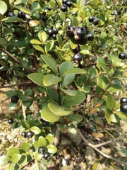 Syzygium buxifolium