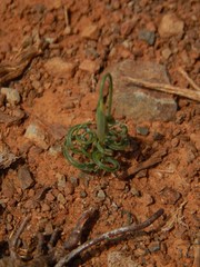Dipcadi ciliare