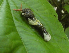 Heraclides thoas brasiliensis