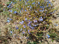 Heliophila macowaniana