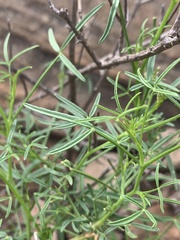 Cleome macrophylla