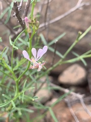 Cleome macrophylla
