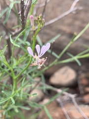 Cleome macrophylla