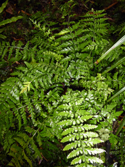 Asplenium lamprophyllum