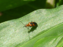 Neolema dorsalis