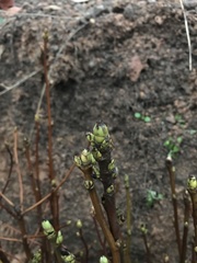 Torminalis glaberrima