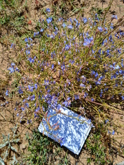 Heliophila macowaniana