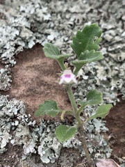 Stemodiopsis kamundii