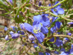 Heliophila macowaniana