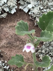 Stemodiopsis kamundii