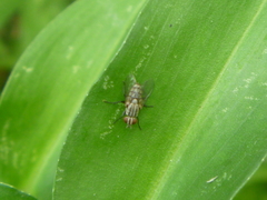 Diptera