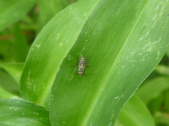 Diptera