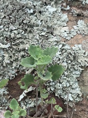 Stemodiopsis kamundii