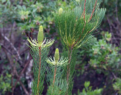 Leucadendron nobile
