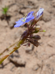 Heliophila macowaniana