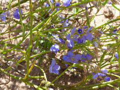 Heliophila macowaniana