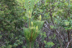 Leucadendron nobile
