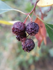 Crataegus rivularis
