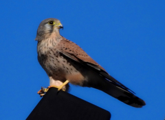 Falco tinnunculus
