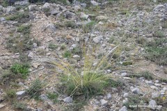 Stipa juncea