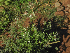 Parthenium hysterophorus image