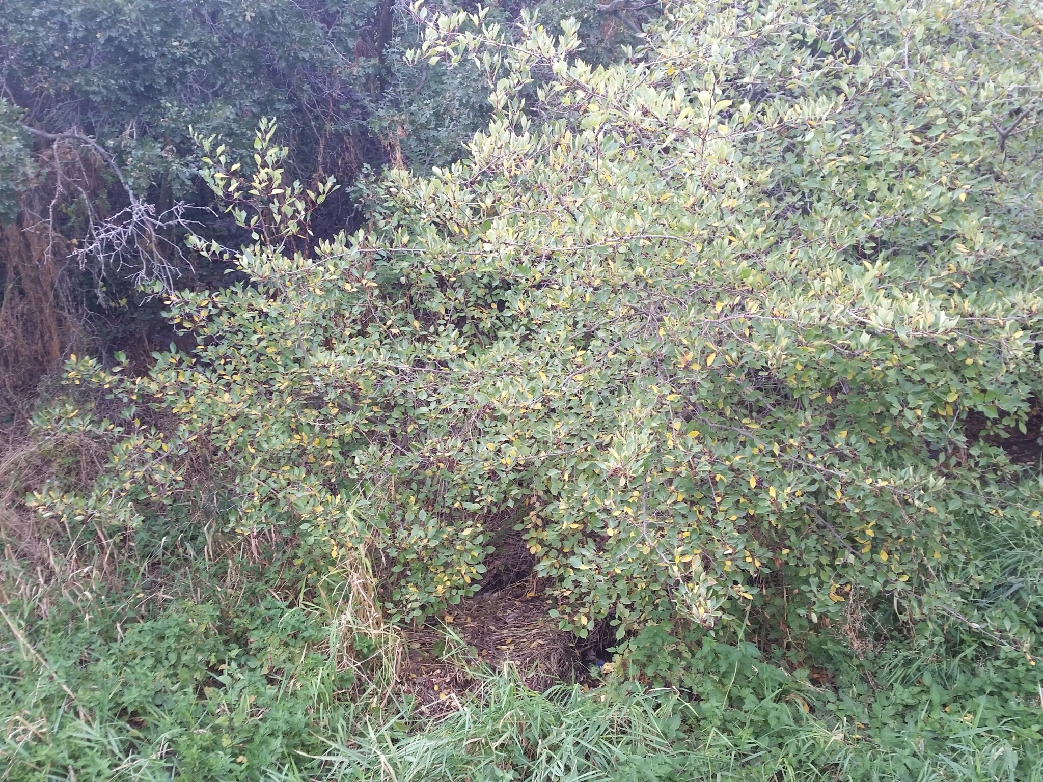 Crataegus rivularis