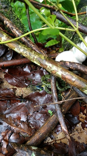 Rhabdophis plumbicolor