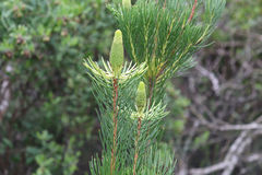 Leucadendron nobile