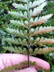 Asplenium lamprophyllum