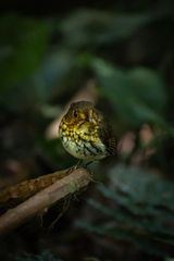 Grallaricula flavirostris