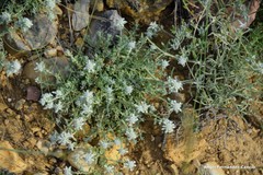 Teucrium polium polium