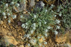 Teucrium polium polium