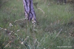 Asphodelus cerasiferus