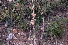 Asphodelus cerasiferus