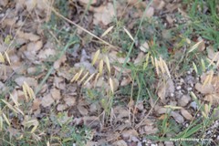 Bromus squarrosus