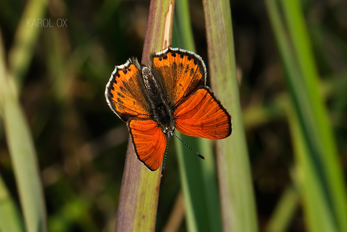 Esperov vatreni plavac (Lycaena thersamon)