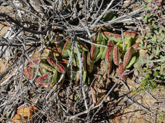 Adromischus triflorus