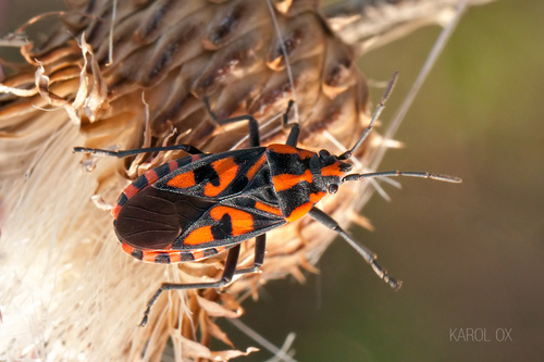 Harlequin bug photo 4