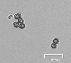 Akanthomyces tuberculatus