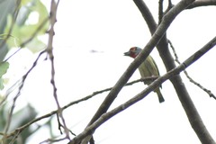 Psilopogon malabaricus