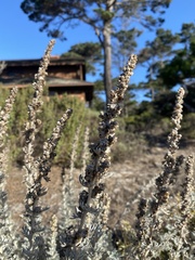 Artemisia pycnocephala