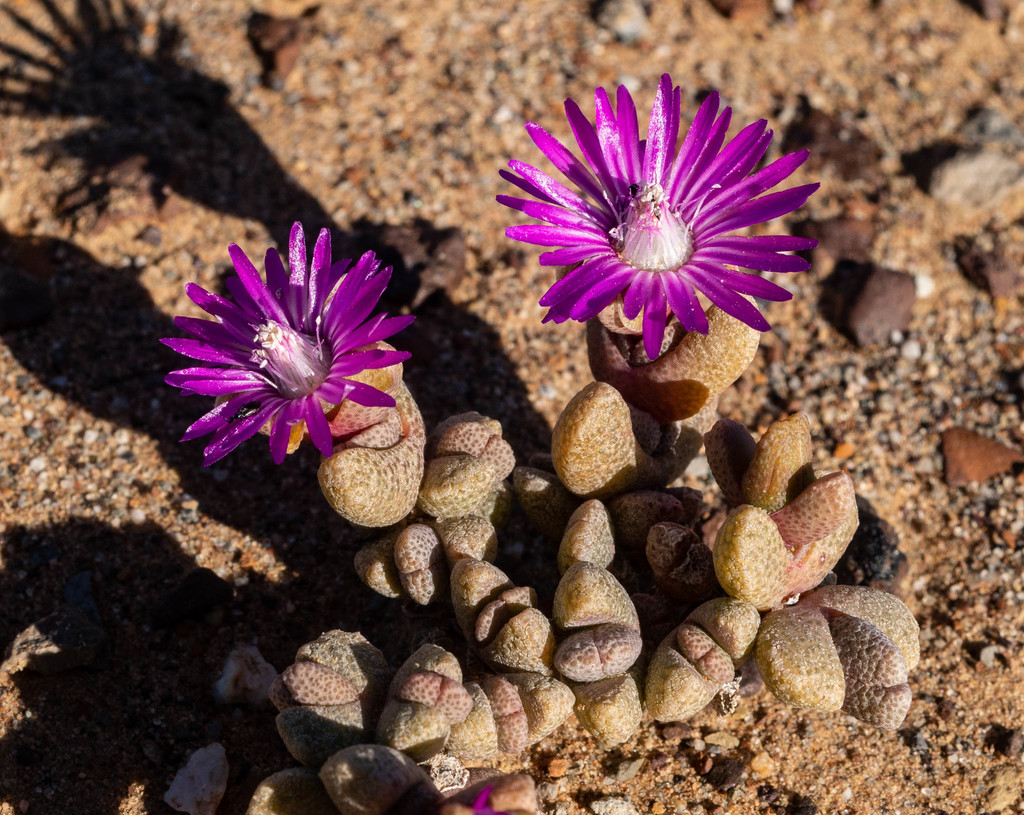 Ruschia salteri L. Bolus