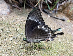 Papilio crino