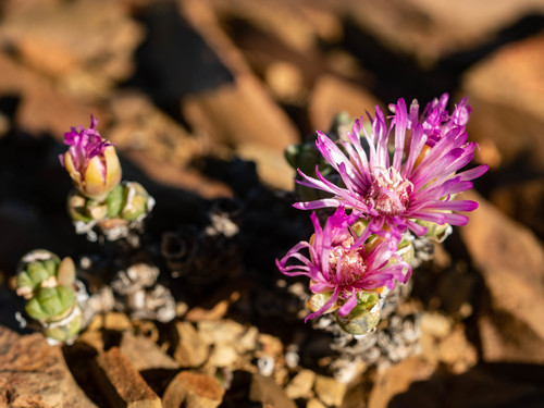Antimima pumila