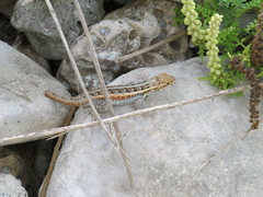 Sceloporus cozumelae