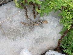 Sceloporus cozumelae